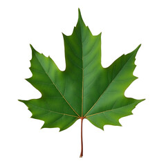 maple leaf isolated on white