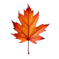 autumn maple leaf
