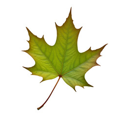 autumn maple leaf