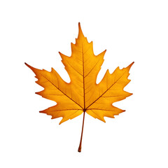 autumn maple leaf