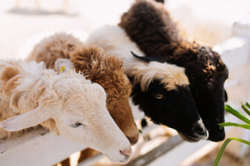 Many multi-colored sheep are about to eat food.