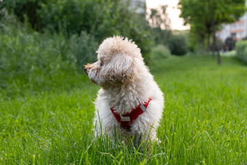 Small apricot poodle walking on grass in a city park
