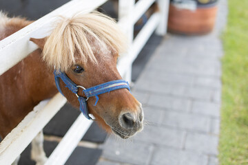 A brown horse in a stable is looking ahead.