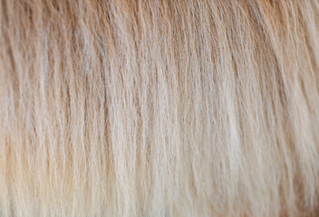 Close-up photo of golden horse mane hair