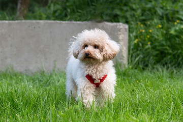 Small apricot poodle walking on grass in a city park
