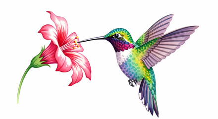 Hummingbird Feeding: Vibrant Bird and Flower Illustration
