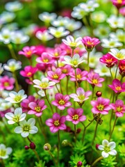 Fototapeta premium Saxifraga Arendsii in vibrant colors with delicate white flowers amidst lush green foliage