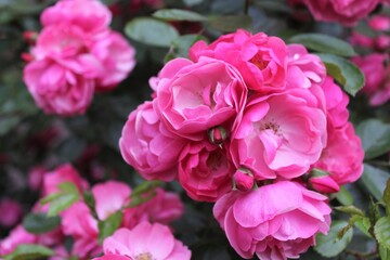 pink rose bush, pink roses in garden