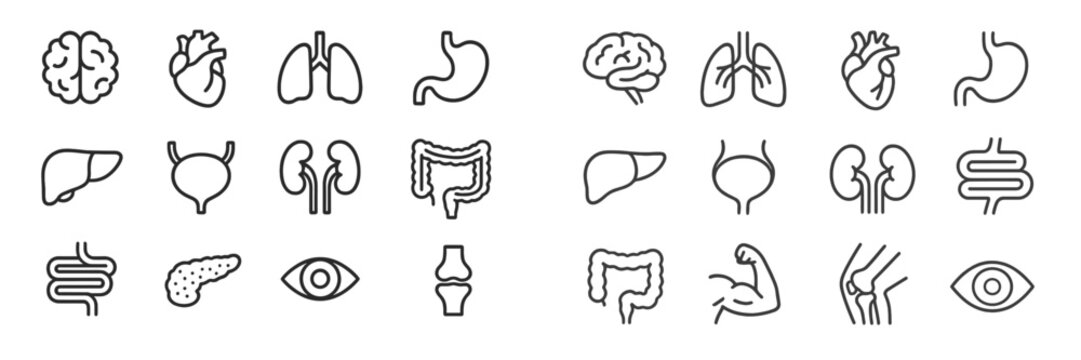 Colored outline icons of human organs and systems arranged in a grid format for educational and health purposes in a modern design