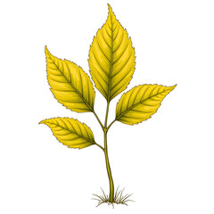 autumn leaves isolated on white