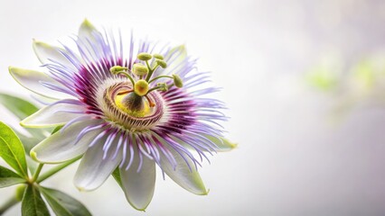 delicate flower of passionflower with intricate details and subtle texture against a soft white background