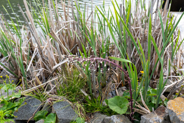 Petasites hybridus (butterbur) plant with purple flower stalk and buds growing near a pond among grass and rocks in Slovakia.