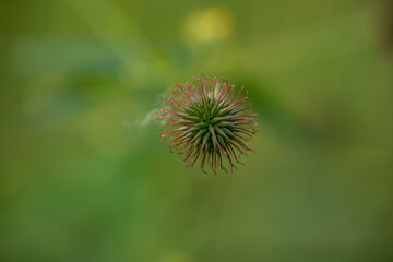 Spring time in the garden