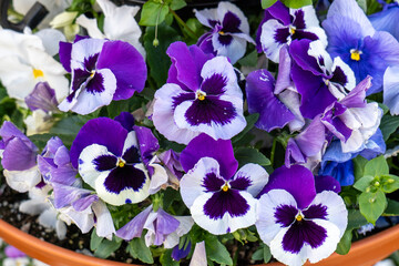 Close-up of blooming violet and white pansy flowers in a terracotta flowerpot, capturing vivid garden colors and natural detail.