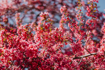 Pink Blossom Tree in Full Spring Bloom