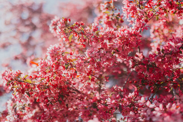 Pink Blossom Tree in Full Spring Bloom