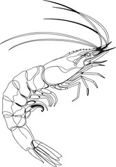 Abstract Shrimp Linework in Vector Format