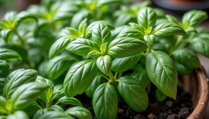 Fresh basil leaves in rustic pot