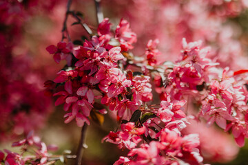 Pink Blossom Tree in Full Spring Bloom