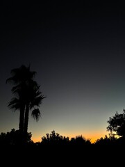 Tropical Plant Silhouettes Framed by a Colorful Sunset Gradient in the Algarve, Portugal