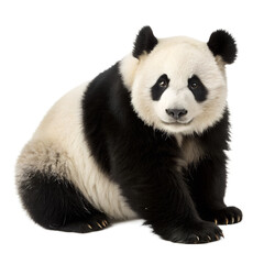 Obraz premium Panda looking it camera isolated on transparent background Png
