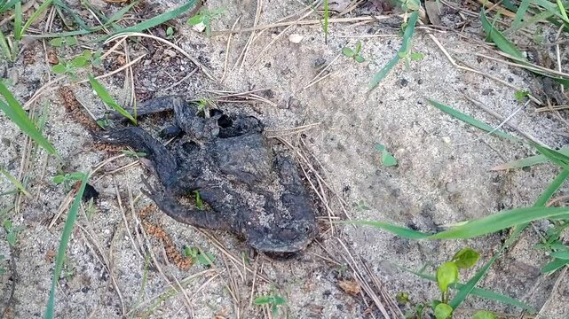 Wild Spring Forest Decomposers (Silphidae spp.)