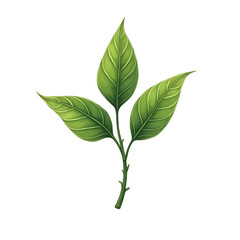 green leaves isolated on white background