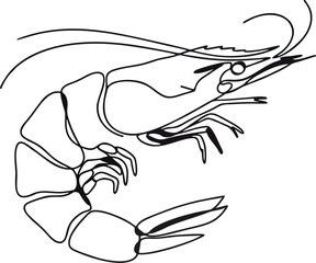 Hand-Drawn Shrimp Vector Illustration in Monoline Style