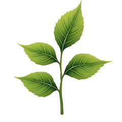 green leaves isolated on white background