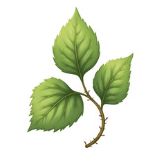 green leaves isolated on white