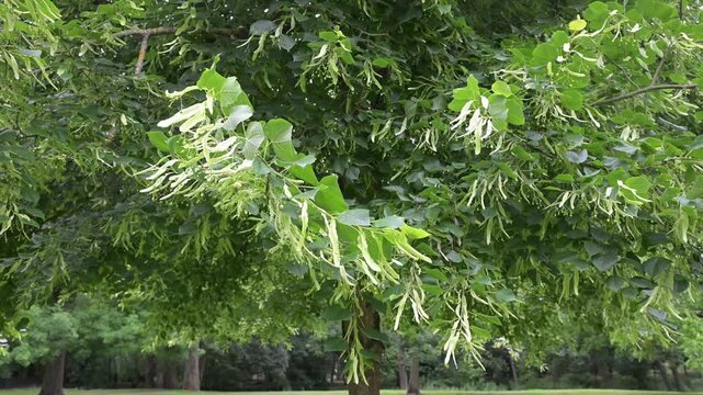 Beautiful close-up of tilia cordata
