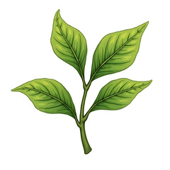 green leaves isolated on white background