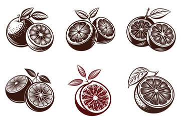 Grapefruit silhouette vector illustration isolated on white background.