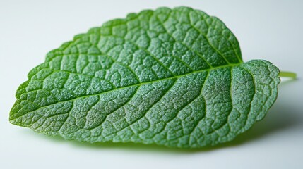 Obraz premium Large green horseradish leaf isolated on white background. Fresh plant detail shows texture, veins, stem. Healthy raw ingredient for food, culinary, herbal medicine, nature, ecology concepts.