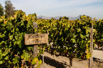 View of a poster of the Cabernet Franc wine strain, in a Chilean winery.