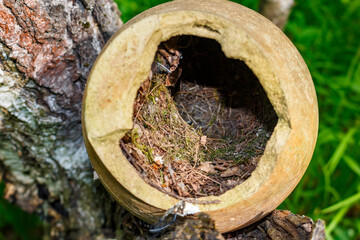 Bird's nest built inside an old broken ceramic jug found in the woods