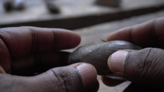Unio pictorum shell is elongated, smooth, and dark brown, with a pearly interior used historically by painters for palettes.
