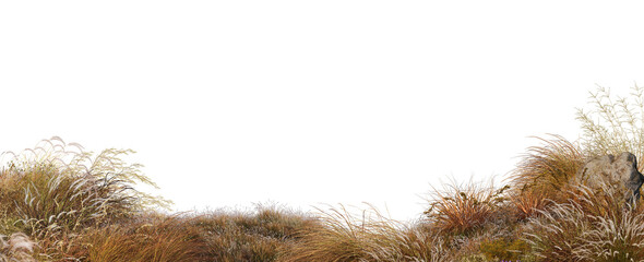 3D render of grass and plants in autumn on a transparent background	
