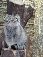 Pallas's Cat Portrait in Zoo 動物園　マヌルネコ