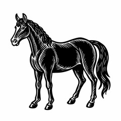 black horse illustration