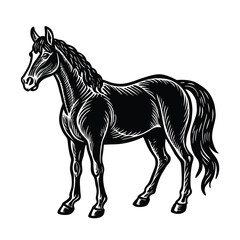 black horse vector illustration