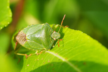 Green stink bug resting on a leaf in its natural habitat, a close-up showcasing its texture and color against vibrant green.