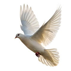 Dove flying isolated on transparent background Png