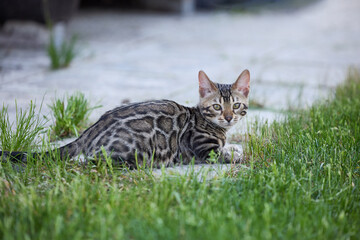 A Bengal kitten frolics in lush green grass