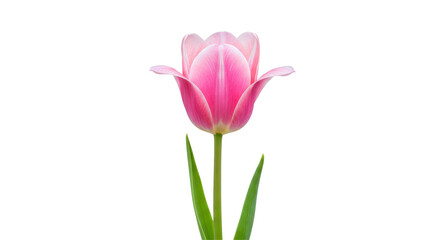 Isolated Pink Tulip