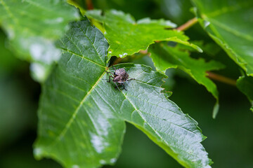 Leaf with a shield bug nymph