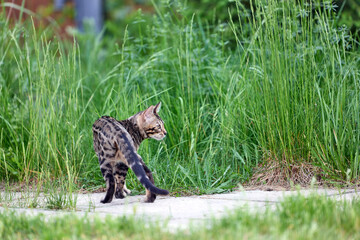 A captivating image of a Bengal kitten exuding charm and tender grace