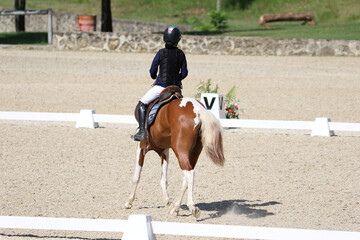 horse and rider
