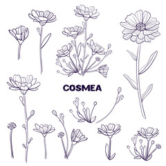 set cosmea spring wild flowers cosmos black and white line. collection outline flower chamomile drawn in vector by hand on white isolated background