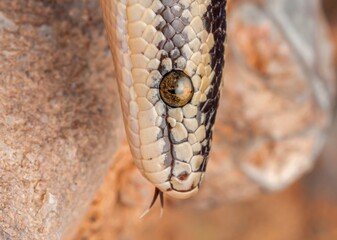 reptil, serpiente macro